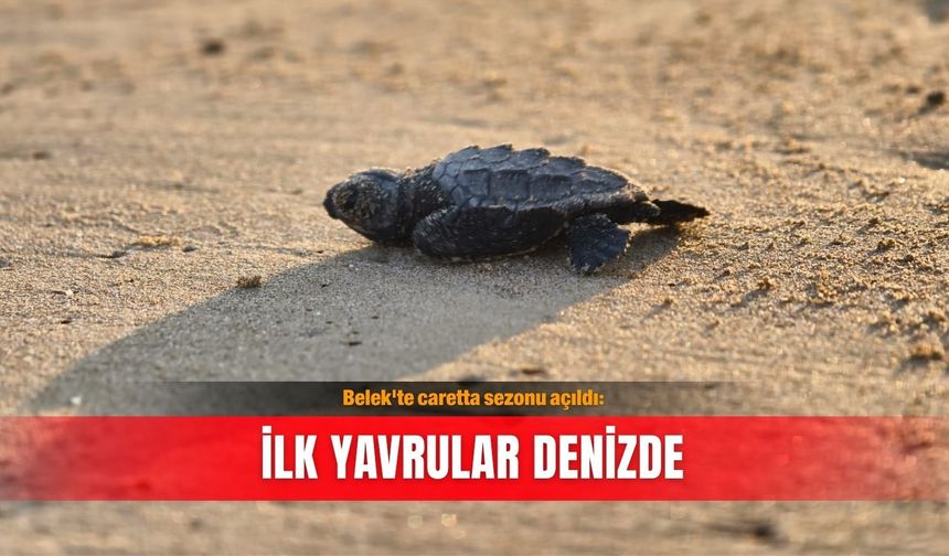 Belek'te caretta sezonu açıldı: İlk yavrular denizde