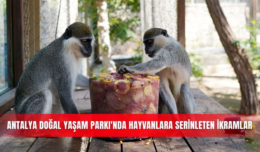 Antalya Doğal Yaşam Parkı'nda hayvanlara serinleten ikramlar