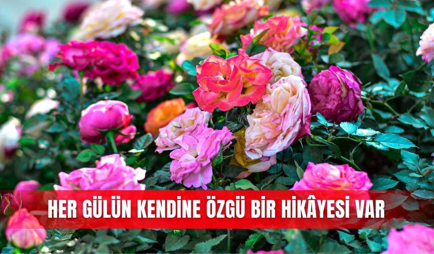 Her gülün kendine özgü bir hikâyesi var