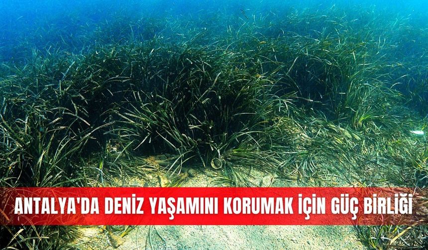 Antalya'da deniz yaşamını korumak için güç birliği