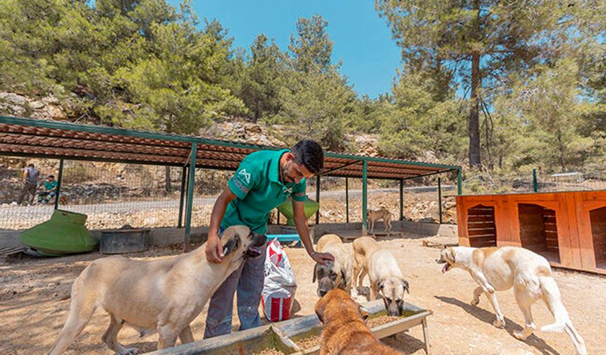 Mersin’de 3 bin 295 kedi ve köpek yeni yuvasına kavuştu