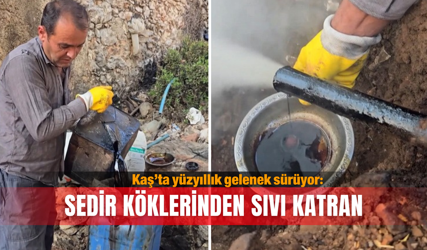Kaş’ta yüzyıllık gelenek sürüyor: Sedir köklerinden sıvı katran
