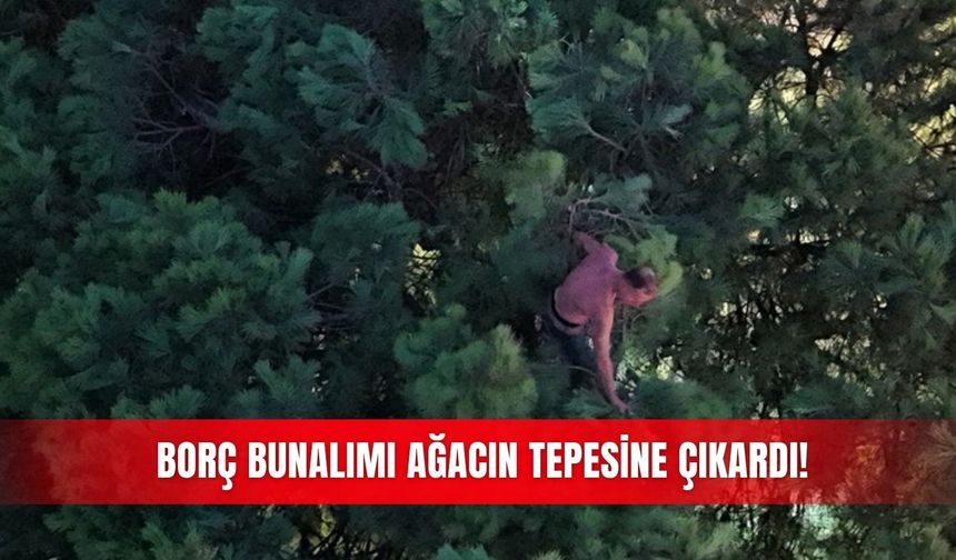 Borç bunalımı ağacın tepesine çıkardı!