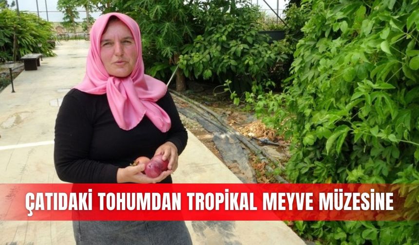 Çatıdaki tohumdan tropikal meyve müzesine