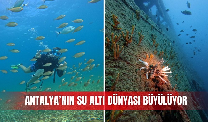 Antalya’nın su altı dünyası büyülüyor