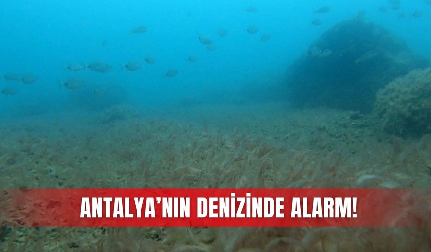 Antalya’nın denizinde alarm!