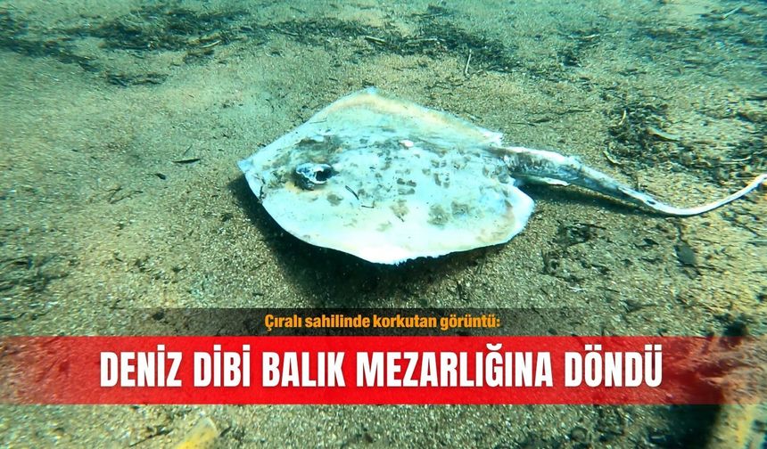 Çıralı sahilinde korkutan görüntü: Deniz dibi balık mezarlığına döndü