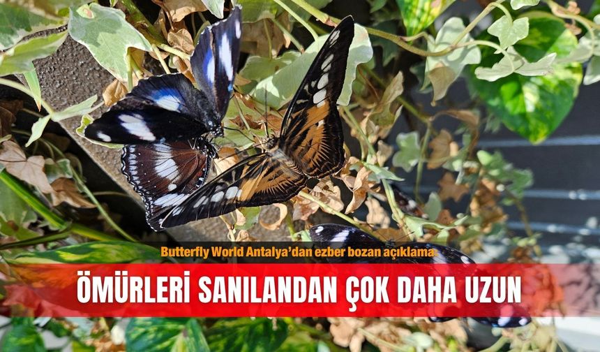 Butterfly World Antalya’dan ezber bozan açıklama: Ömürleri sanılandan çok daha uzun