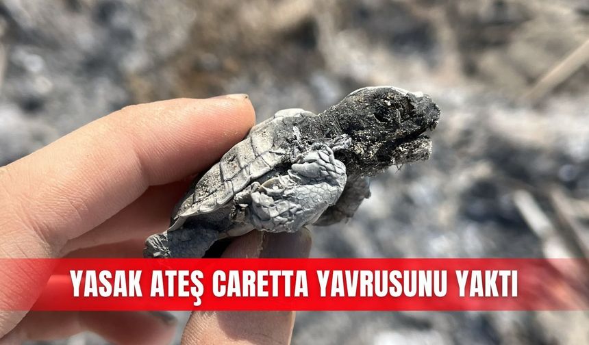 Yasak ateş caretta yavrusunu yaktı