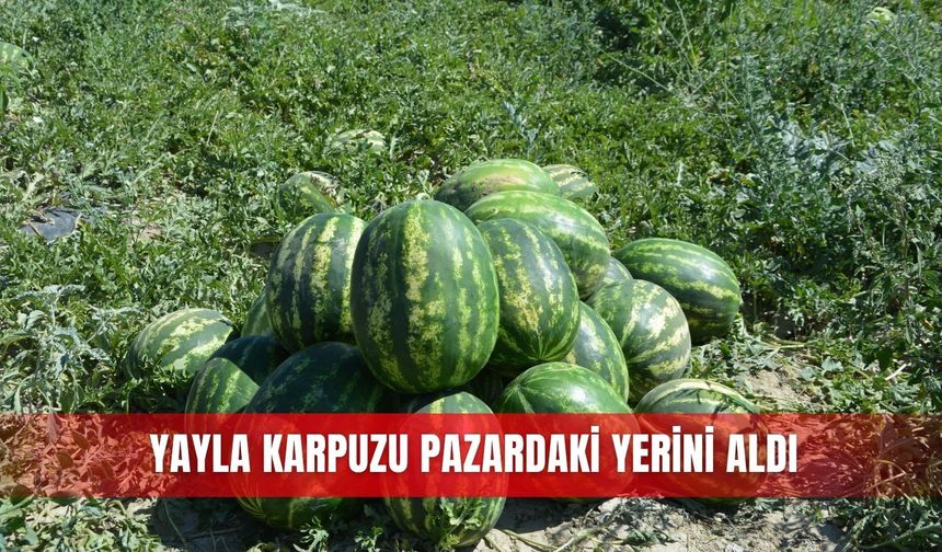 Yayla karpuzu pazardaki yerini aldı