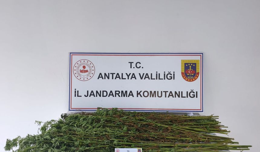 Serik'te 80 kök kenevir bitkisi ele geçirildi