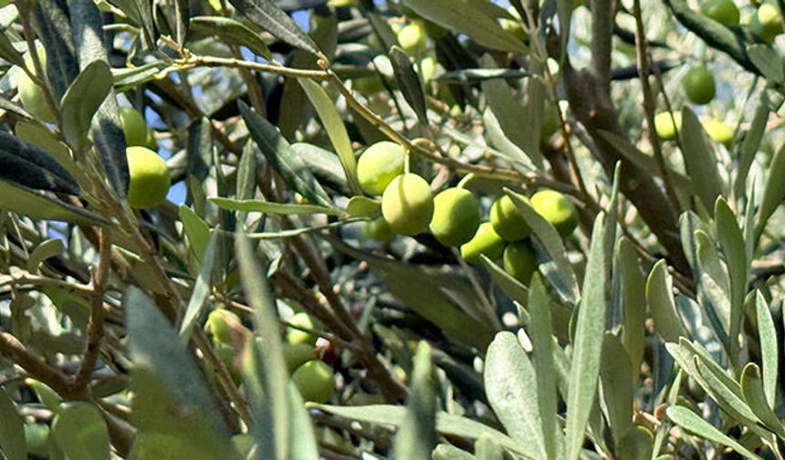 Serik'te erkenci zeytin hasadı başladı