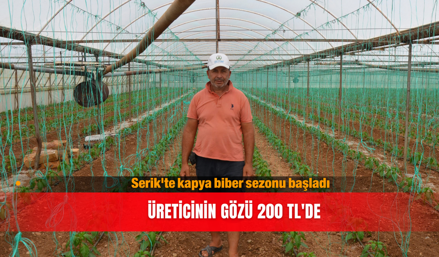 Serik'te kapya biber sezonu başladı: Üreticinin gözü 200 TL'de