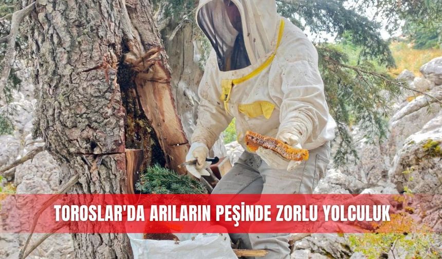 Toroslar’da arıların peşinde zorlu yolculuk