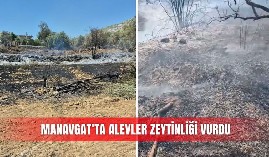 Manavgat’ta alevler zeytinliği vurdu