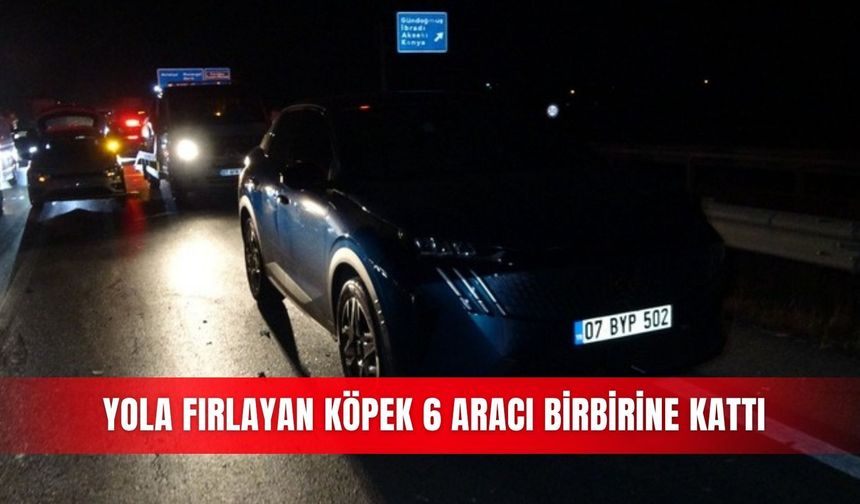 Yola fırlayan köpek 6 aracı birbirine kattı
