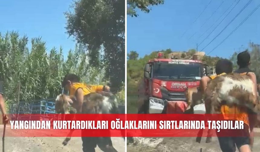 Yangından kurtardıkları oğlaklarını sırtlarında taşıdılar
