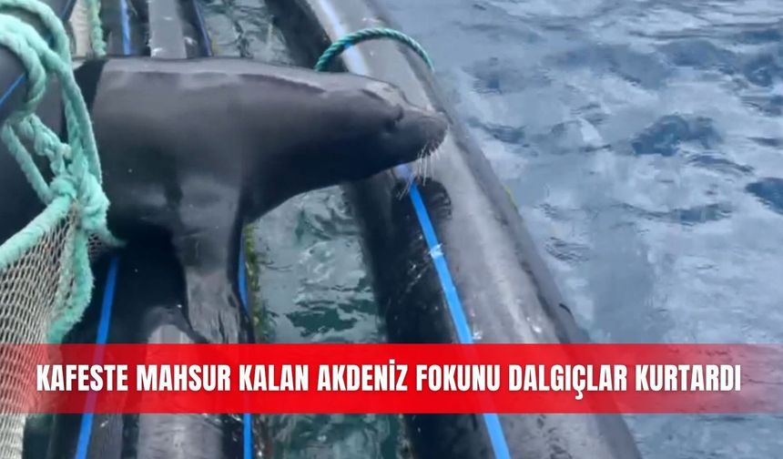 Kafeste mahsur kalan Akdeniz fokunu dalgıçlar kurtardı