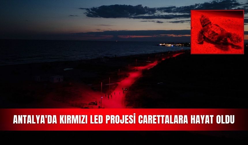 Antalya'da kırmızı LED projesi carettalara hayat oldu