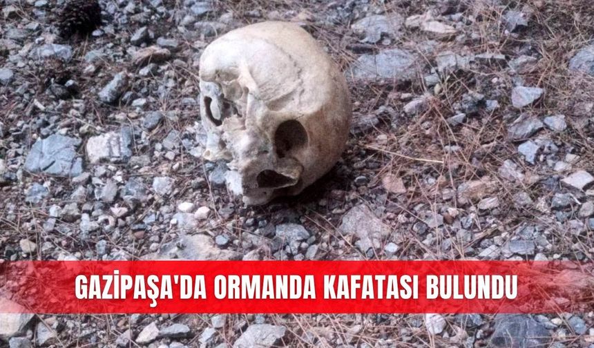 Gazipaşa'da ormanda kafatası bulundu