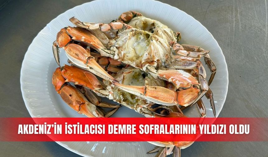 Akdeniz’in istilacısı Demre sofralarının yıldızı oldu