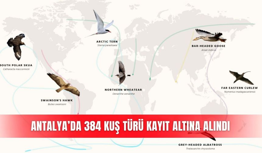 Antalya’da 384 kuş türü kayıt altına alındı