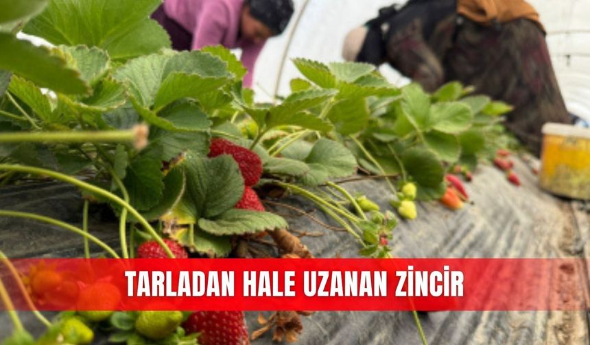 Tarladan hale uzanan zincir