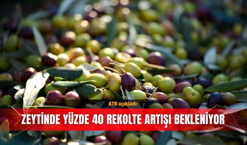 ATB açıkladı: Zeytinde yüzde 40 rekolte artışı bekleniyor
