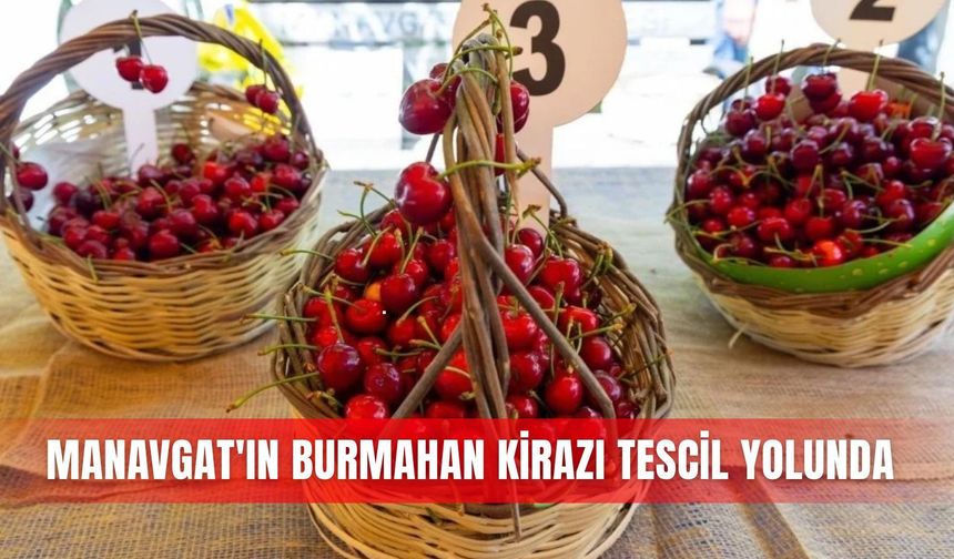 Manavgat’ın Burmahan kirazı tescil yolunda
