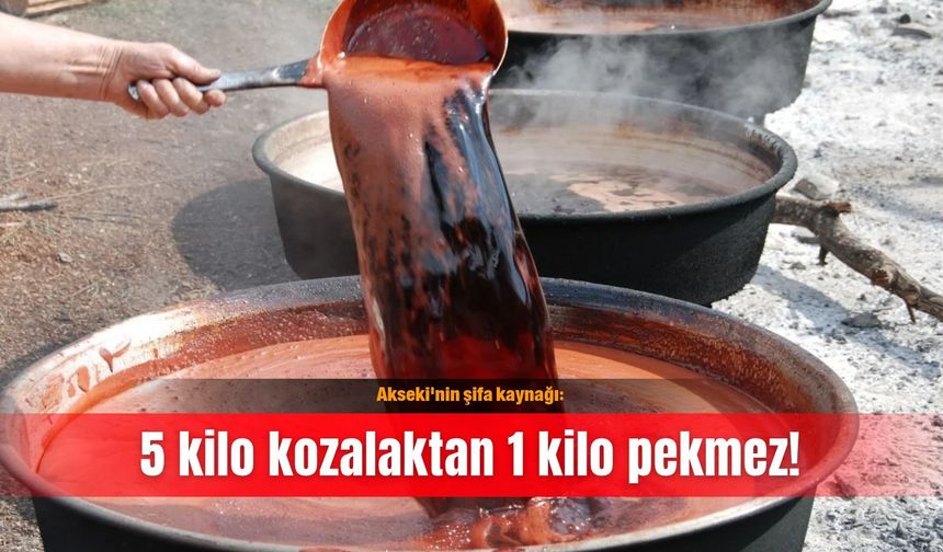 Akseki'nin şifa kaynağı: 5 kilo kozalaktan 1 kilo pekmez!