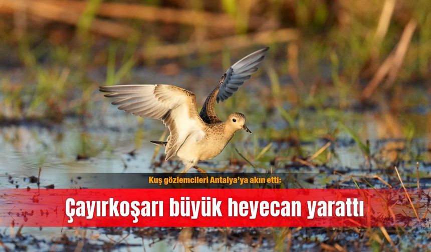 Kuş gözlemcileri Antalya’ya akın etti: Çayırkoşarı büyük heyecan yarattı