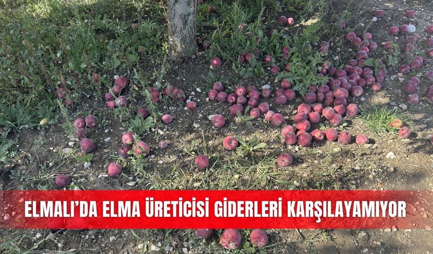 Elmalı’da elma üreticisi giderleri karşılayamıyor