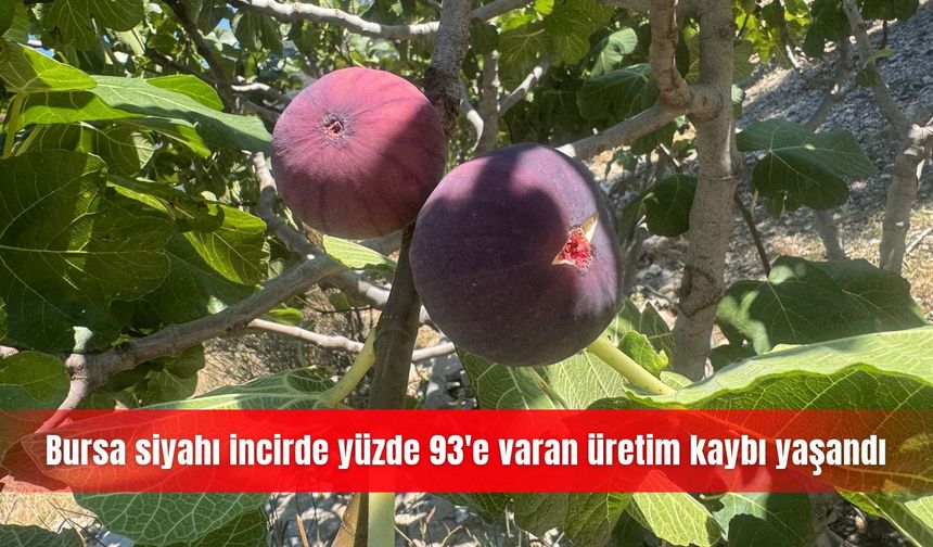 Bursa siyahı incirde yüzde 93'e varan üretim kaybı yaşandı