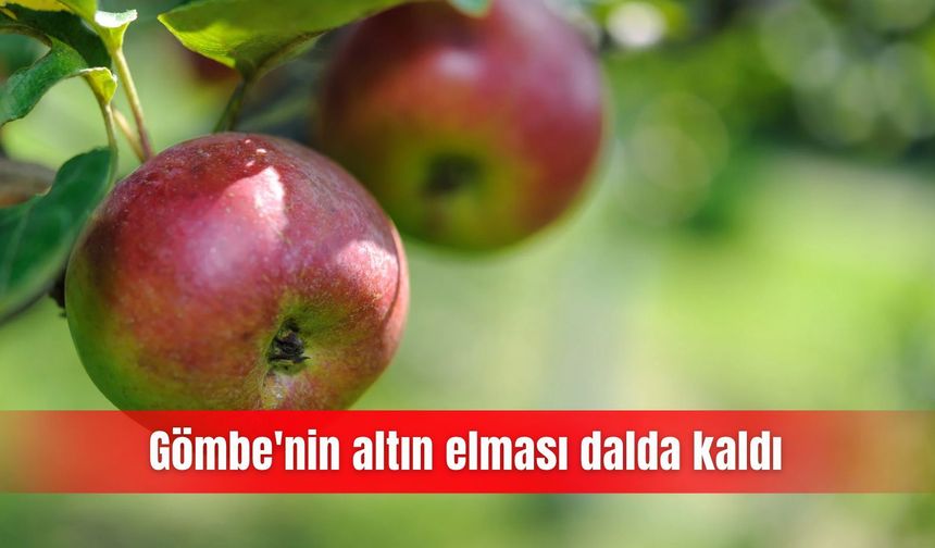 Gömbe'nin altın elması dalda kaldı