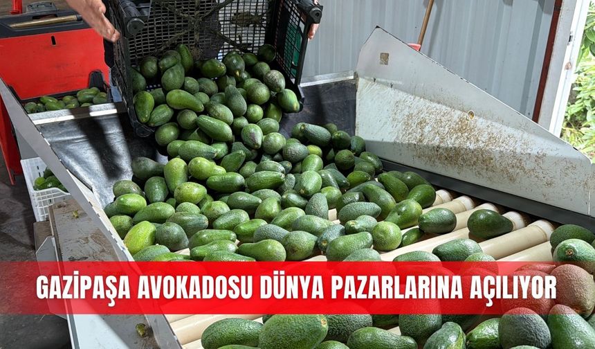 Gazipaşa avokadosu dünya pazarlarına açılıyor