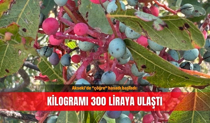 Akseki’de "çöğre" hasadı başladı: Kilogramı 300 liraya ulaştı
