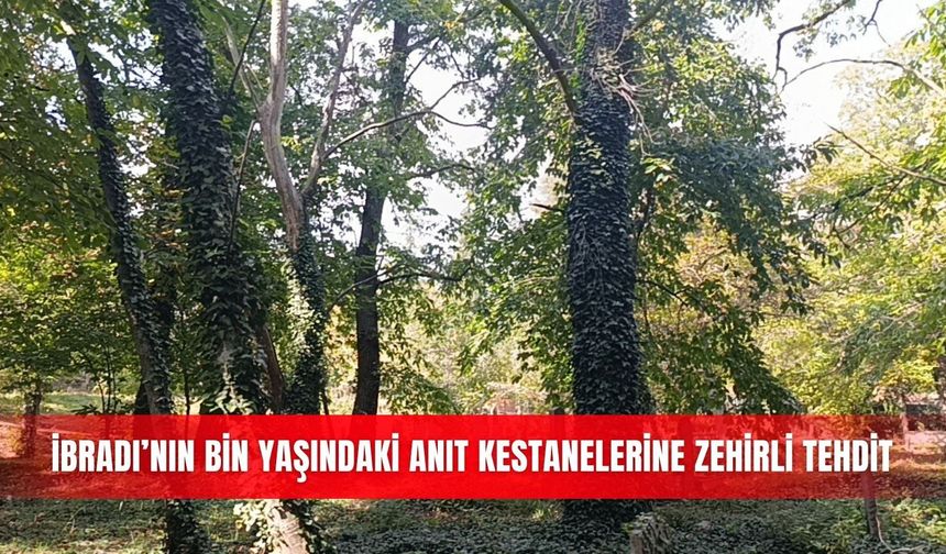 İbradı’nın bin yaşındaki anıt kestanelerine zehirli tehdit