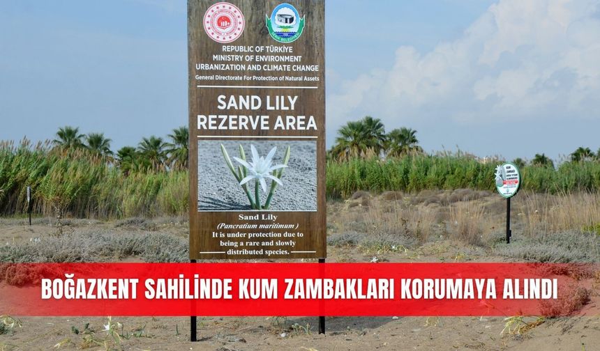 Boğazkent sahilinde kum zambakları korumaya alındı