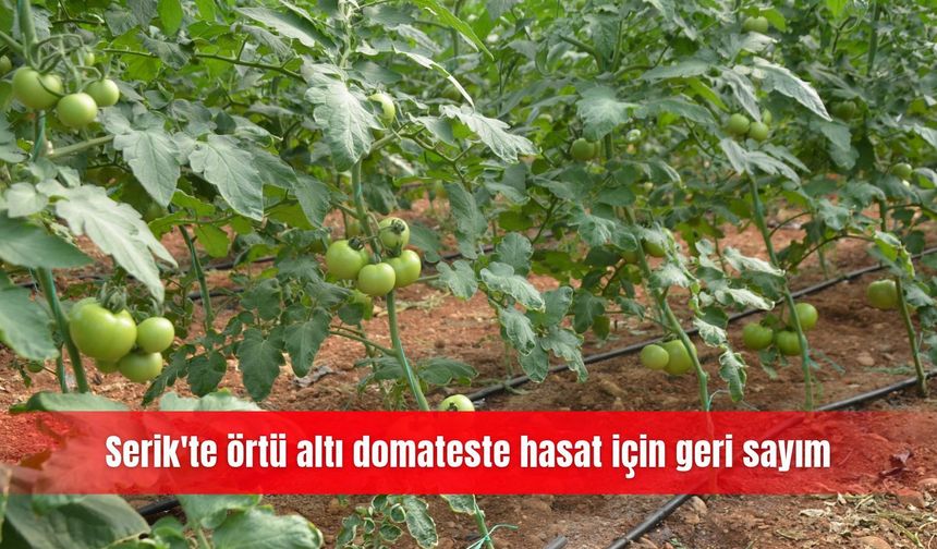 Serik'te örtü altı domateste hasat için geri sayım