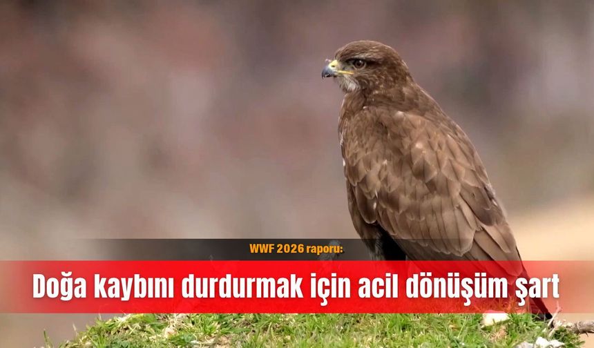 WWF 2026 raporu: Doğa kaybını durdurmak için acil dönüşüm şart