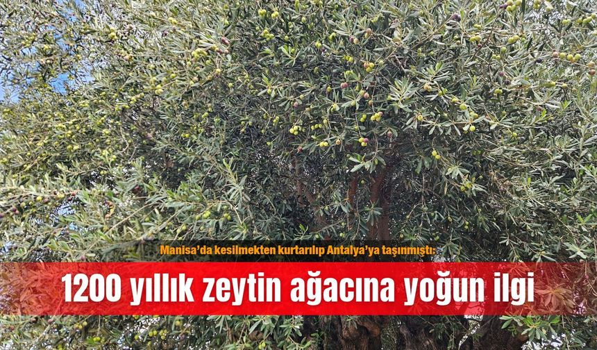 Manisa’da kesilmekten kurtarılıp Antalya’ya taşınmıştı: 1200 yıllık zeytin ağacına yoğun ilgi