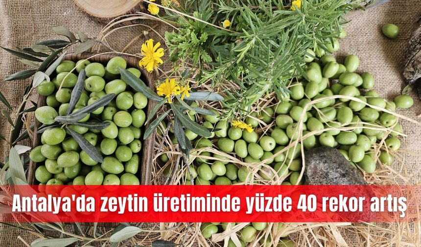 Antalya'da zeytin üretiminde yüzde 40 rekor artış
