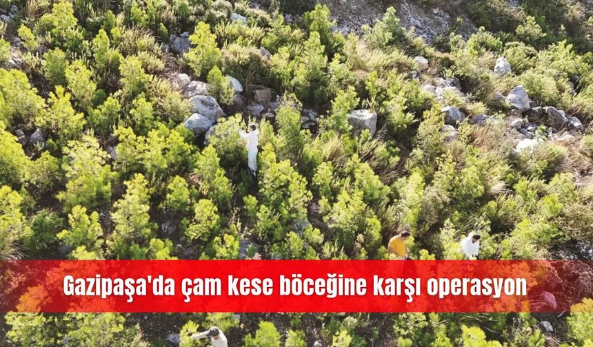 Gazipaşa'da çam kese böceğine karşı operasyon