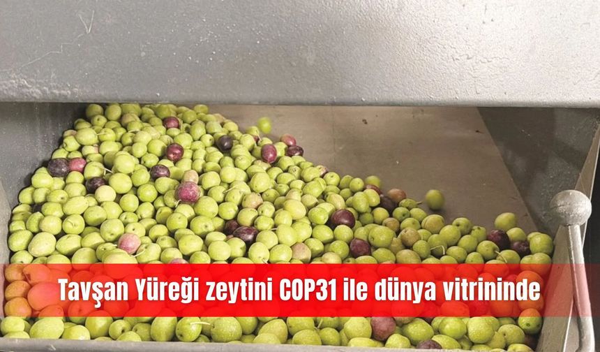 Tavşan Yüreği zeytini COP31 ile dünya vitrininde