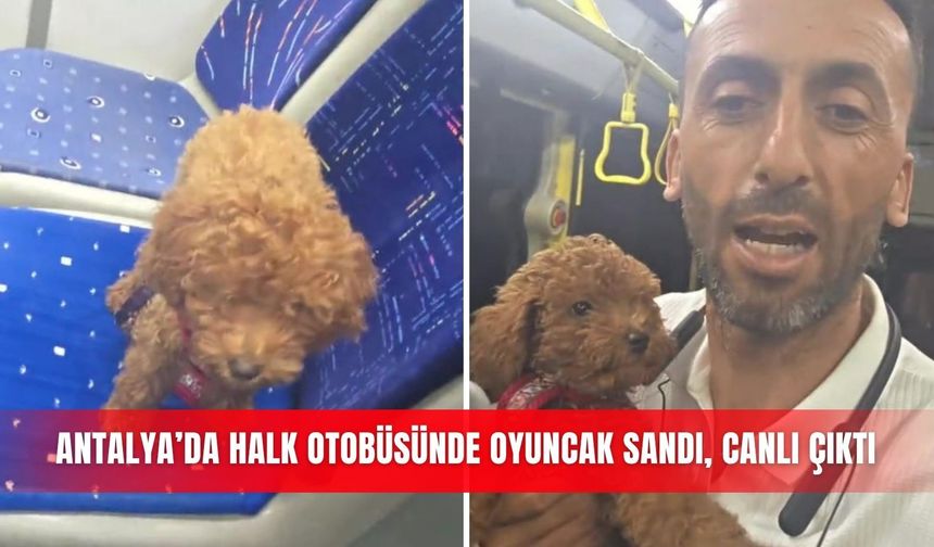 Antalya’da halk otobüsünde oyuncak sandı, canlı çıktı