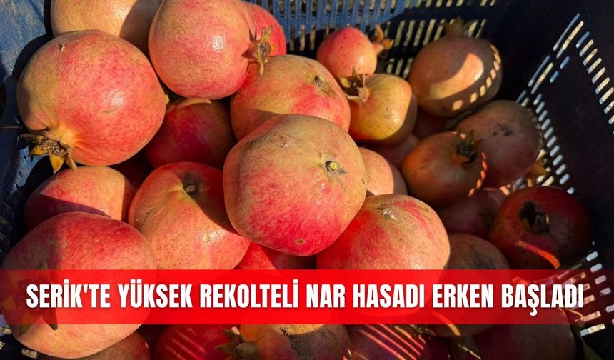 Serik'te yüksek rekolteli nar hasadı erken başladı