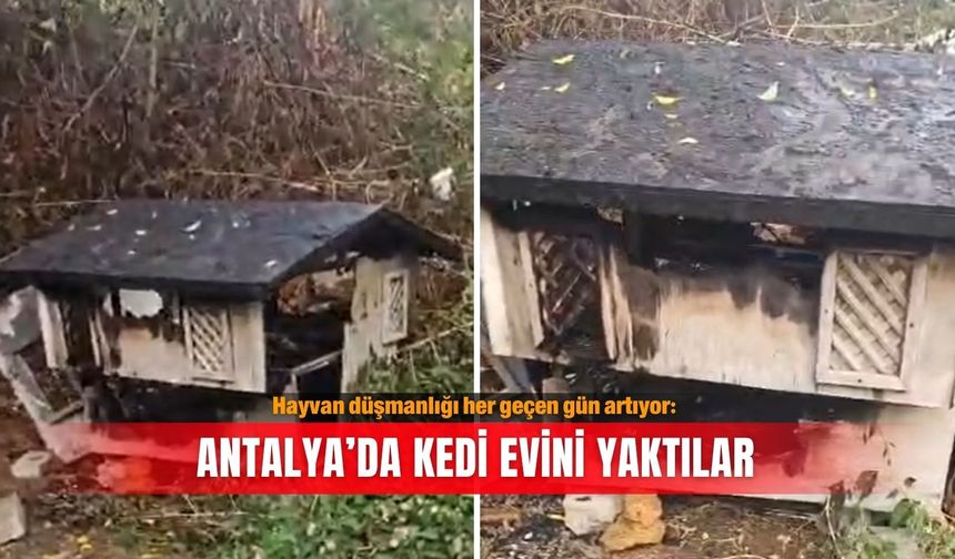 Hayvan düşmanlığı her geçen gün artıyor: Antalya’da kedi evini yaktılar