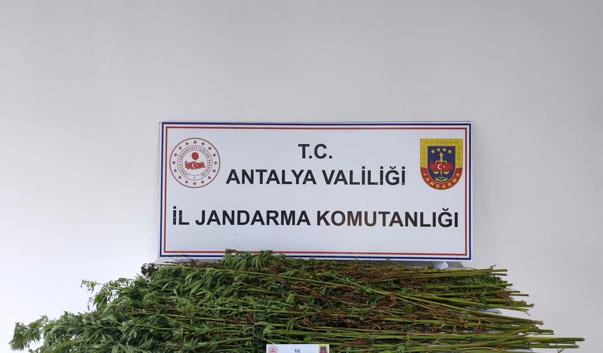 Jandarmadan uyuşturucu operasyonu